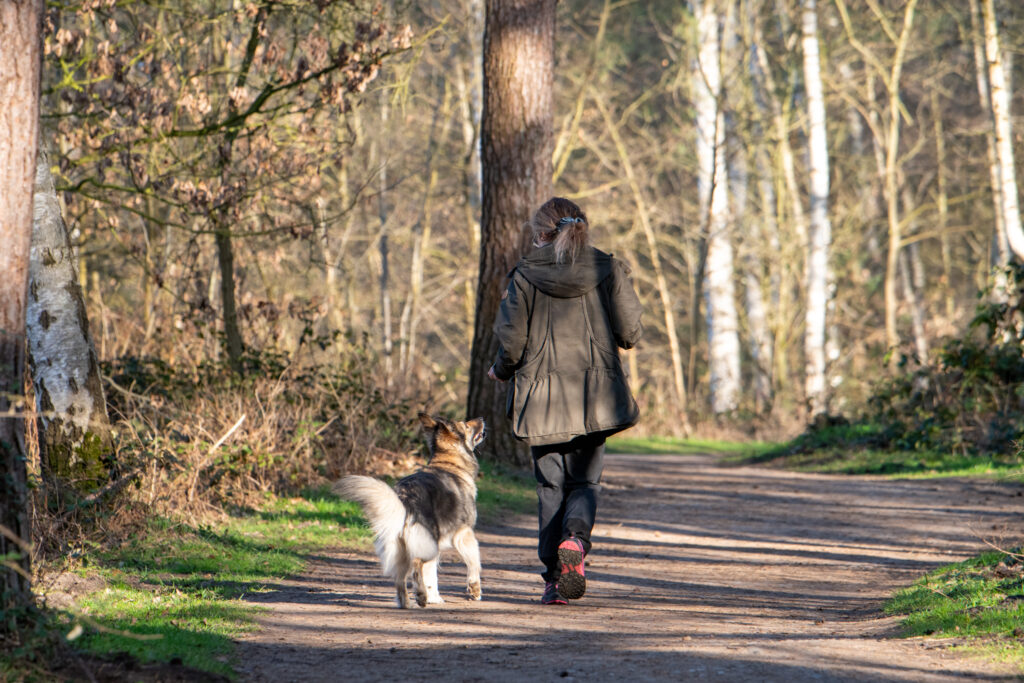 Hundetraining Münster – Basistraining und Grundgehorsam · Bei-Fuß -Gehen im Wald